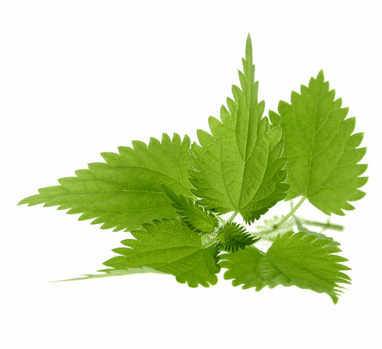 Nettles in Uromexil Forte